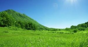 Padang Rumput Savana 2 download 17