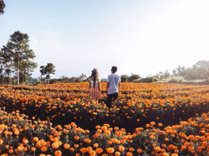 Ladang bunga marigold 2 ladang bunga marigold bali 1