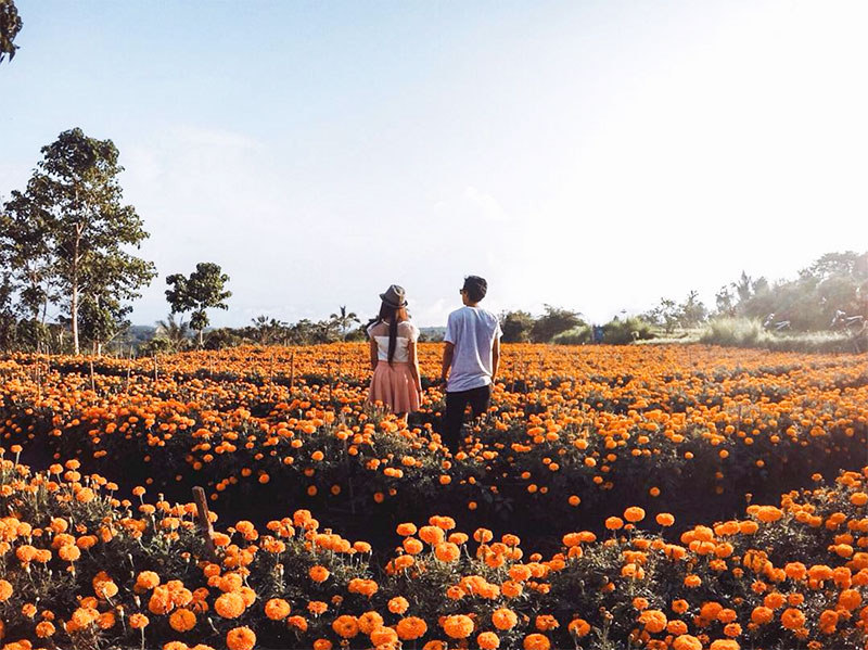 ladang bunga marigold bali 1