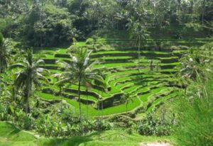 Sawah Terasering Ubud