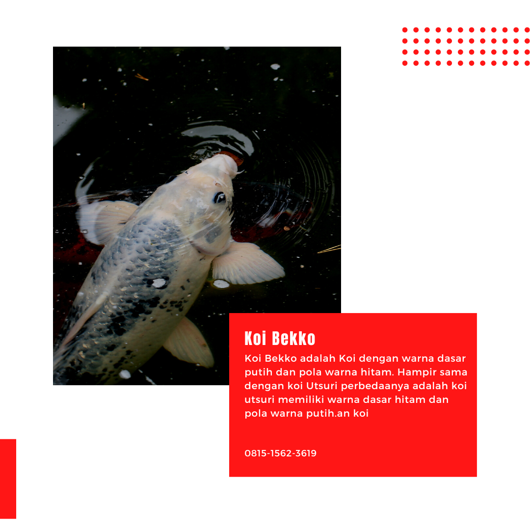 Koi Bekko